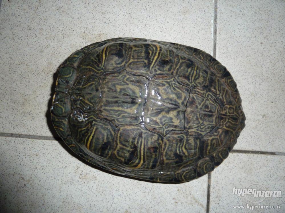 Daruji dvě vodní želvy - želva nádherná - foto 1