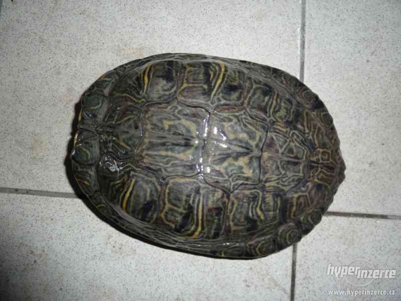 Daruji dvě vodní želvy - želva nádherná - foto 1