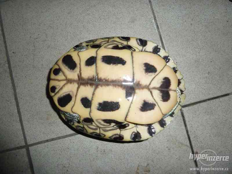 Daruji dvě vodní želvy - želva nádherná - foto 2