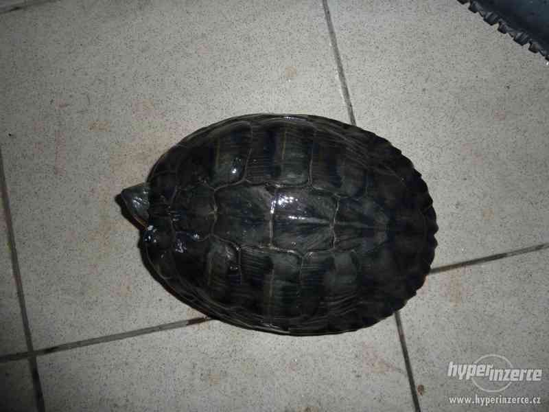 Daruji dvě vodní želvy - želva nádherná - foto 3