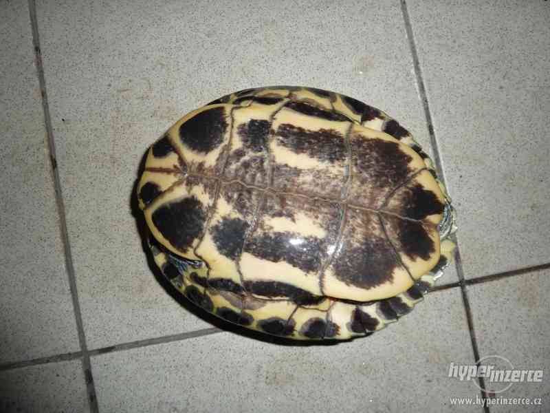Daruji dvě vodní želvy - želva nádherná - foto 4