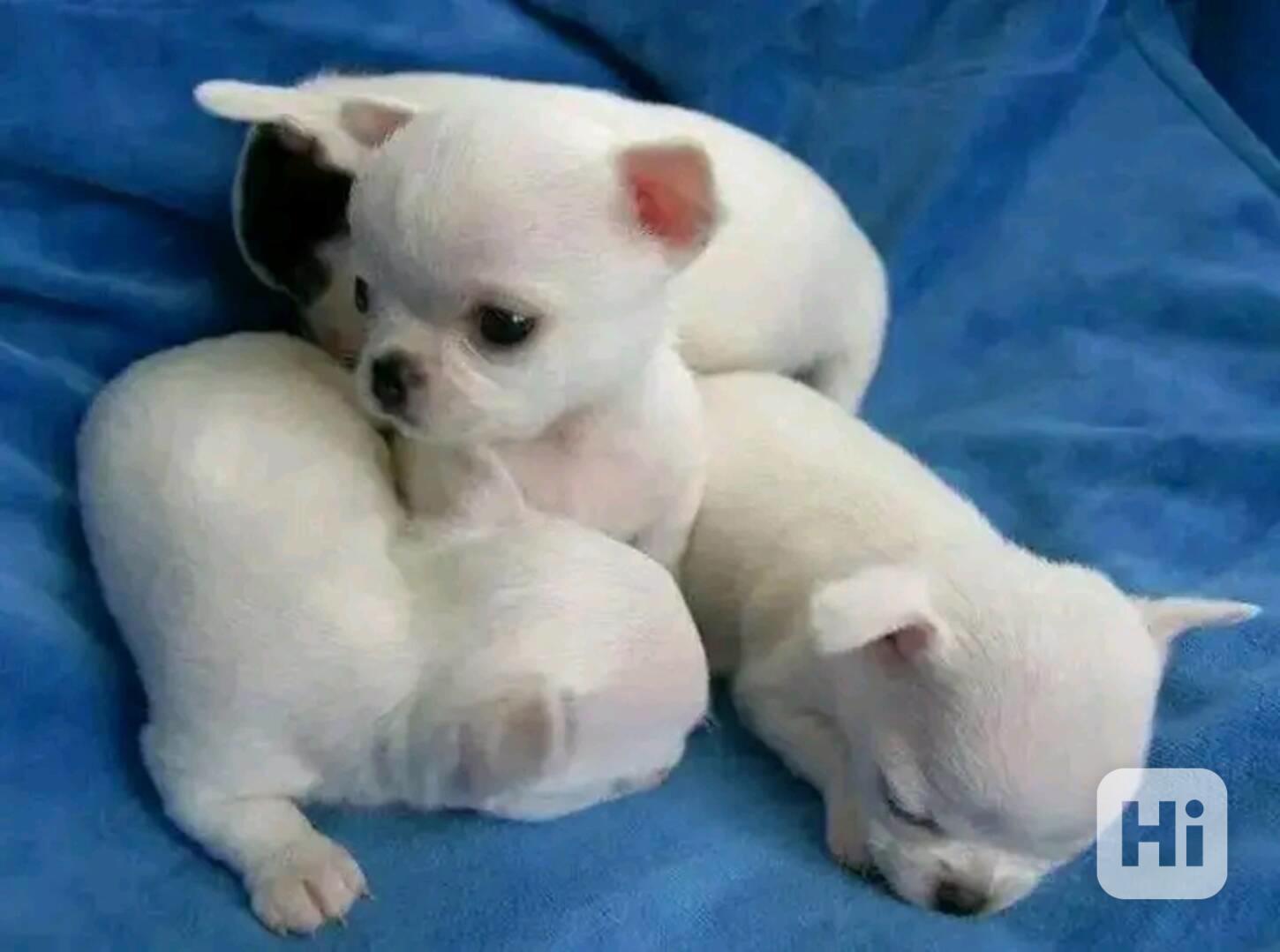 Chihuahua Puppy  - foto 1