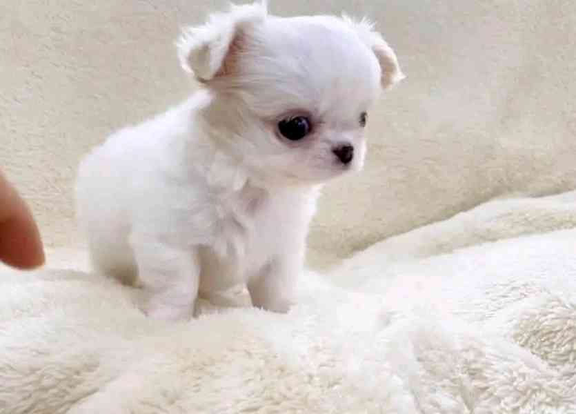 Chihuahua Puppy  - foto 3