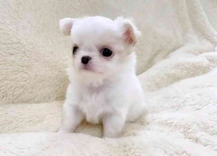 Chihuahua Puppy  - foto 2