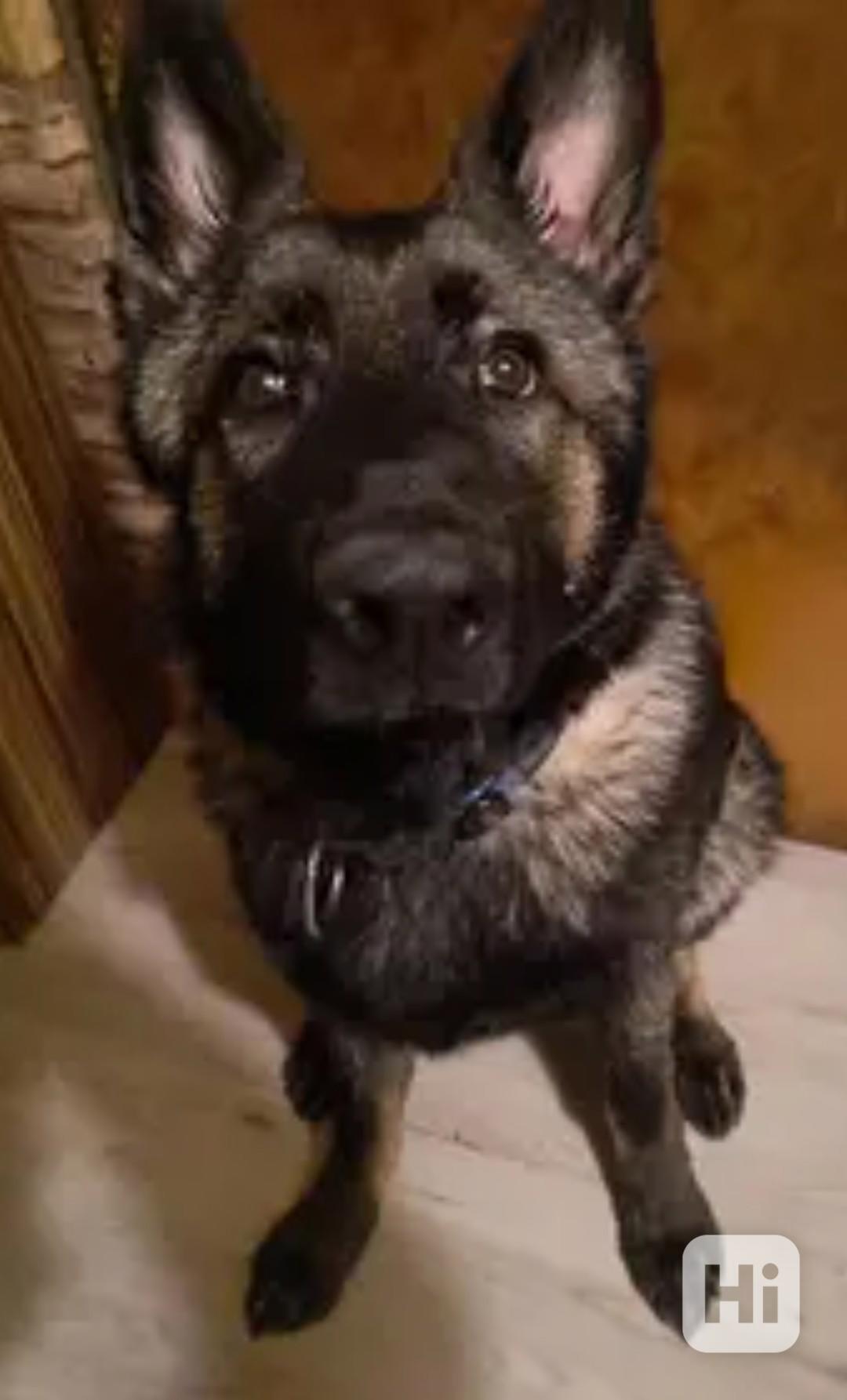 Prodám štěně německého ovčáka  - foto 1