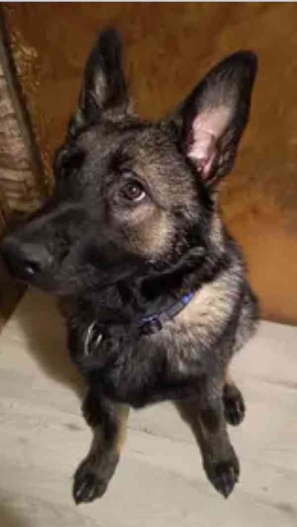 Prodám štěně německého ovčáka  - foto 2