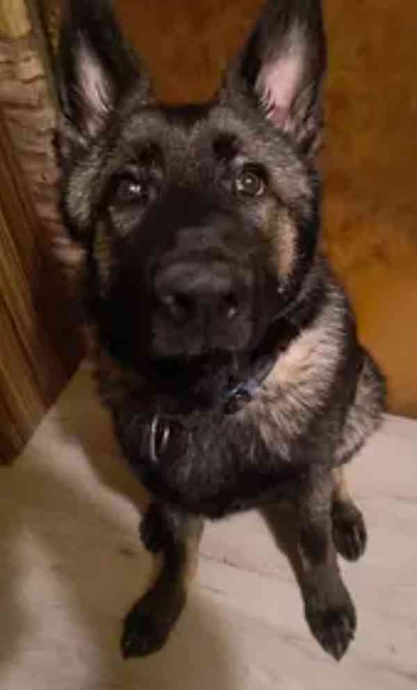 Prodám štěně německého ovčáka  - foto 1