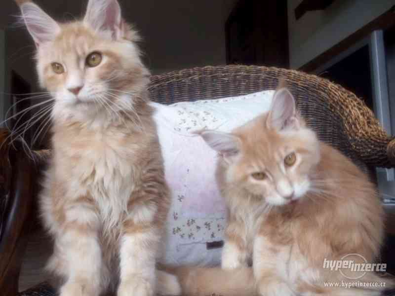 Mainská mývalí koťátka- kocourek a kočičky s PP - foto 4