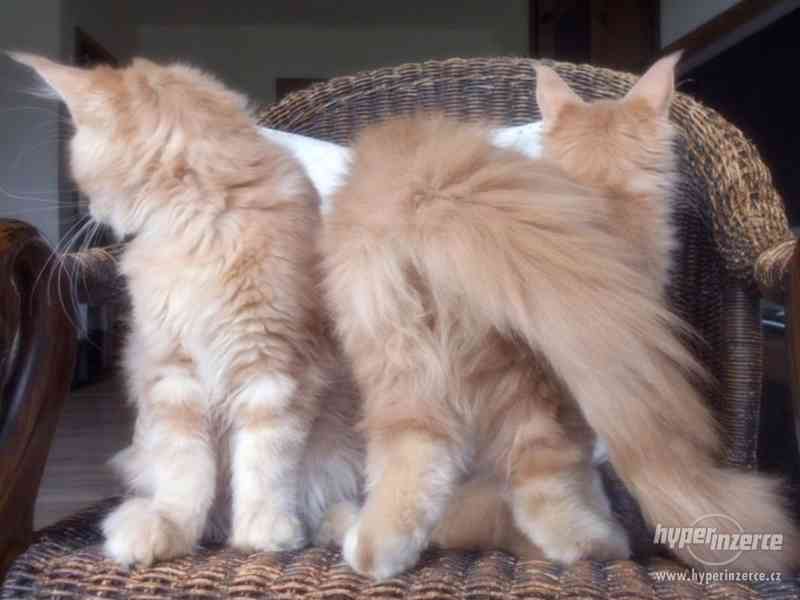 Mainská mývalí koťátka- kocourek a kočičky s PP - foto 5