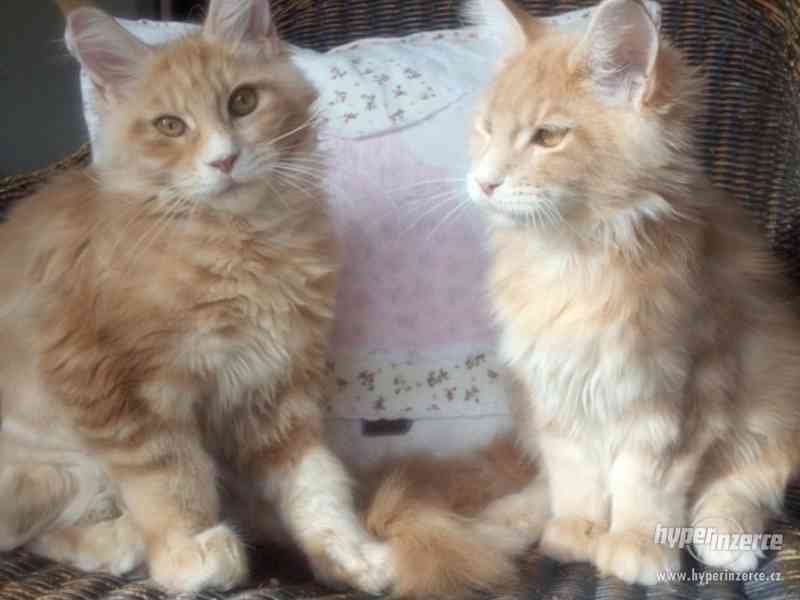 Mainská mývalí koťátka- kocourek a kočičky s PP - foto 10