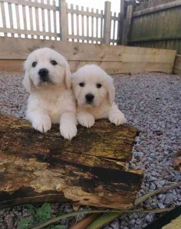 Dvě nádherná štěňata zlatého retrívra - foto 2