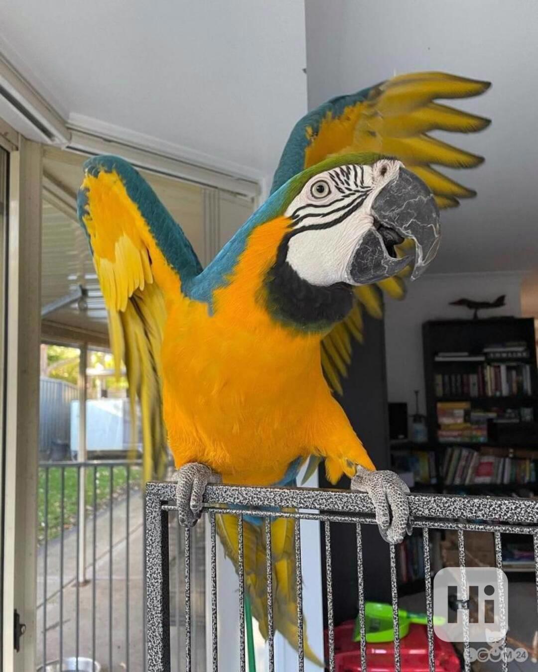 Modrozlatý ara - foto 1