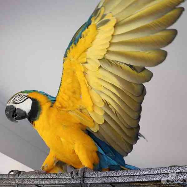 Modrozlatý ara - foto 2