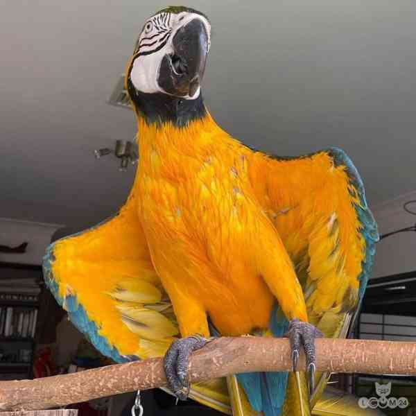 Modrozlatý ara - foto 3