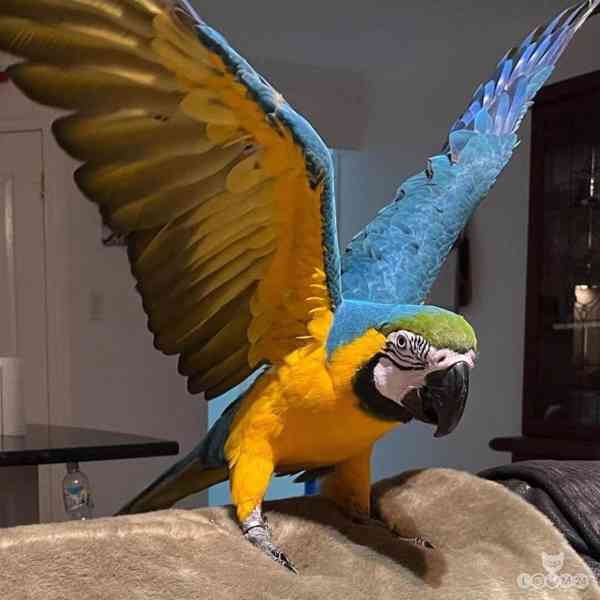 Modrozlatý ara - foto 5