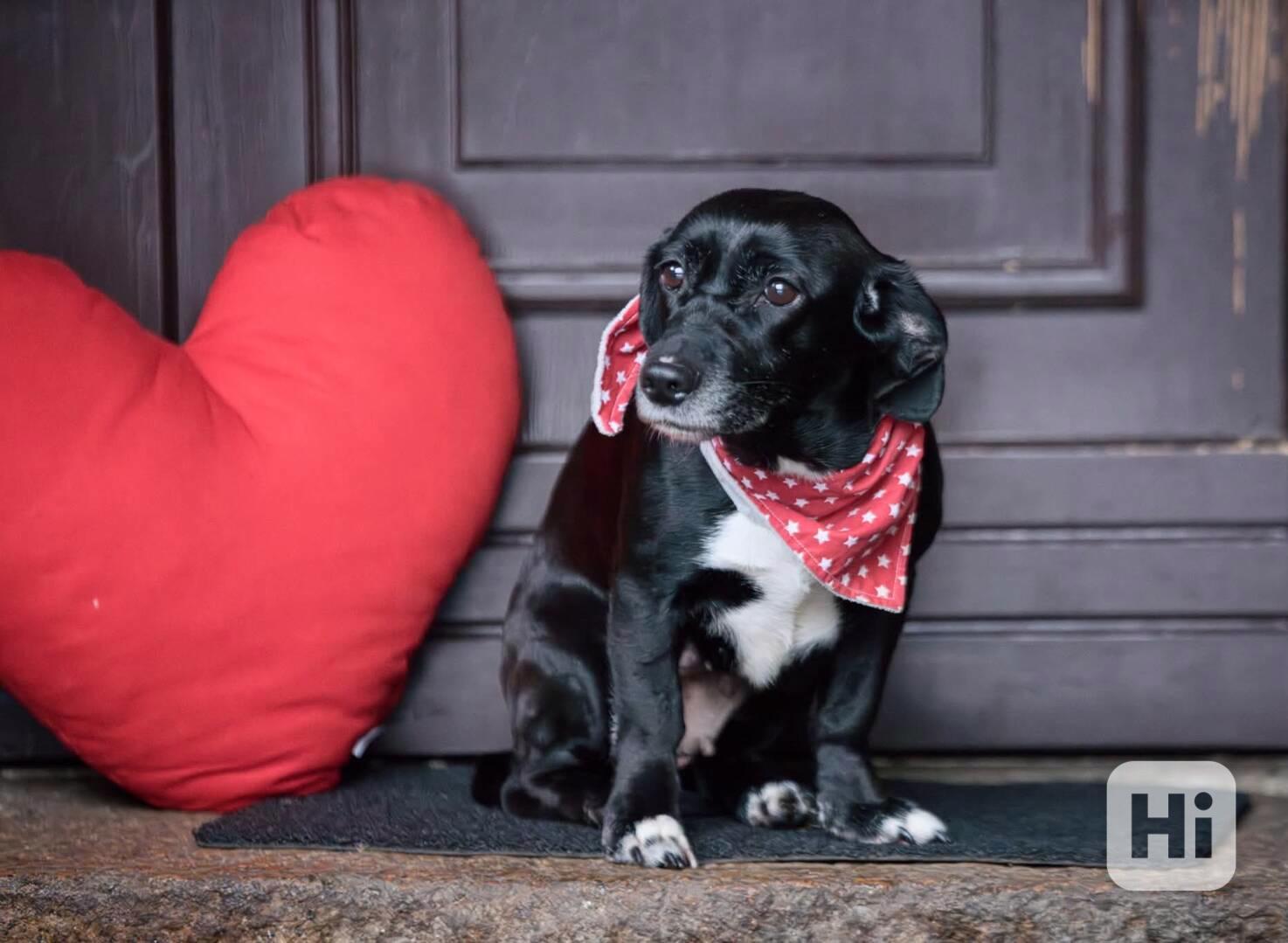 LARA - 12 kg, kastrovaná fenečka 7 let  - foto 1