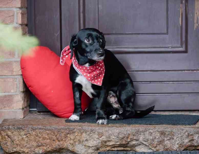 LARA - 12 kg, kastrovaná fenečka 7 let  - foto 5