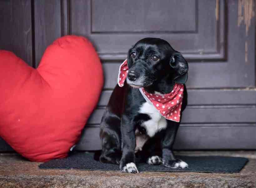 LARA - 12 kg, kastrovaná fenečka 7 let  - foto 1