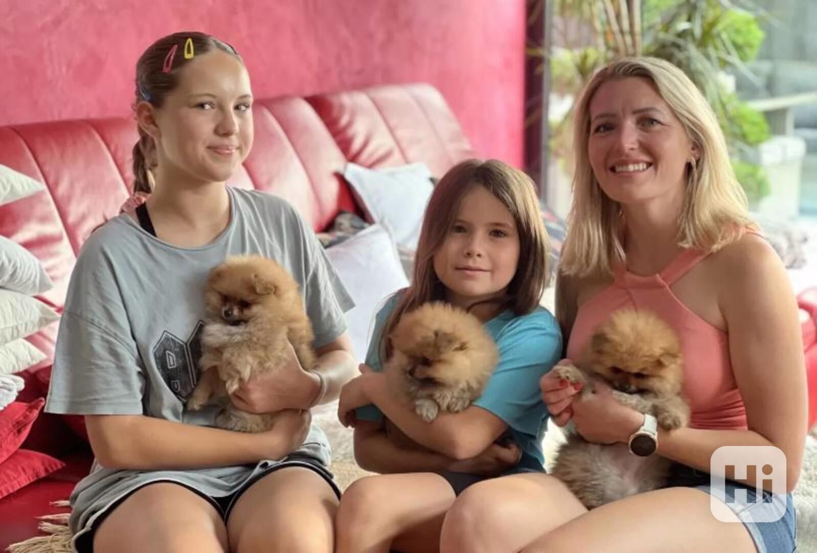 Štěňata pomeranského psíka s rodokmenem - foto 1