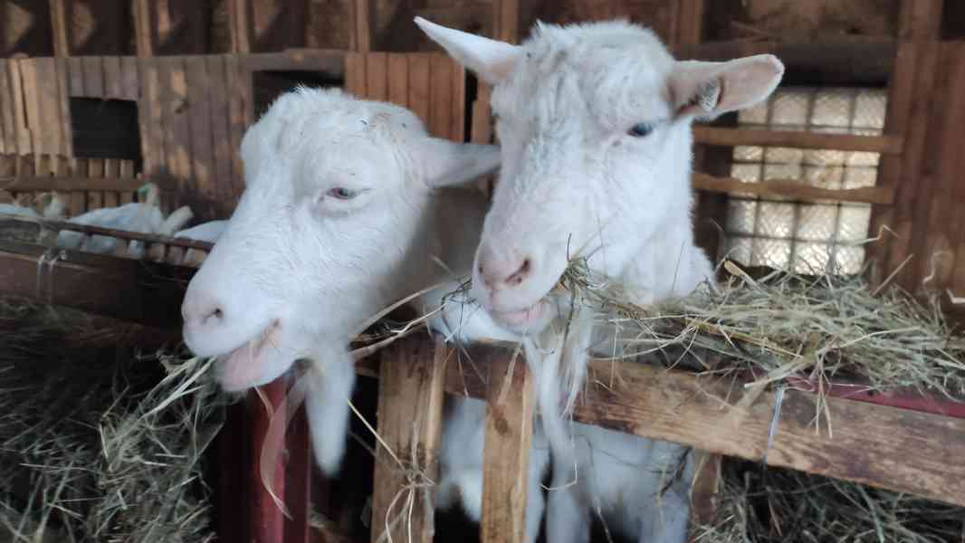 PLEMENNÉ KOZY BÍLÉ KRATKOSRSTÉ -BIO CHOV - CELÉ KNOV - HOW - foto 5