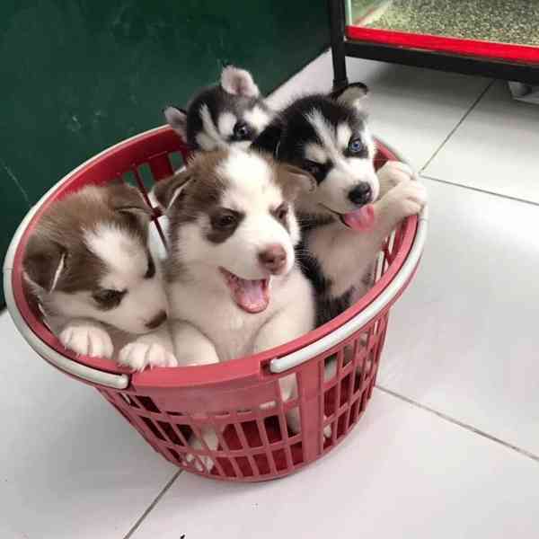 Zdarma dárek štěňata sibiřského huskyho k adopci   - foto 2