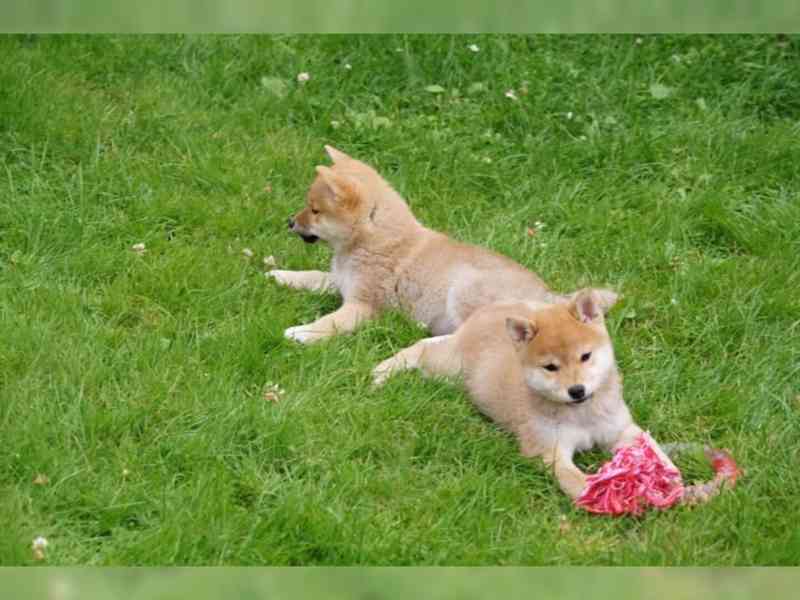 Shiba Inu s PP - foto 3