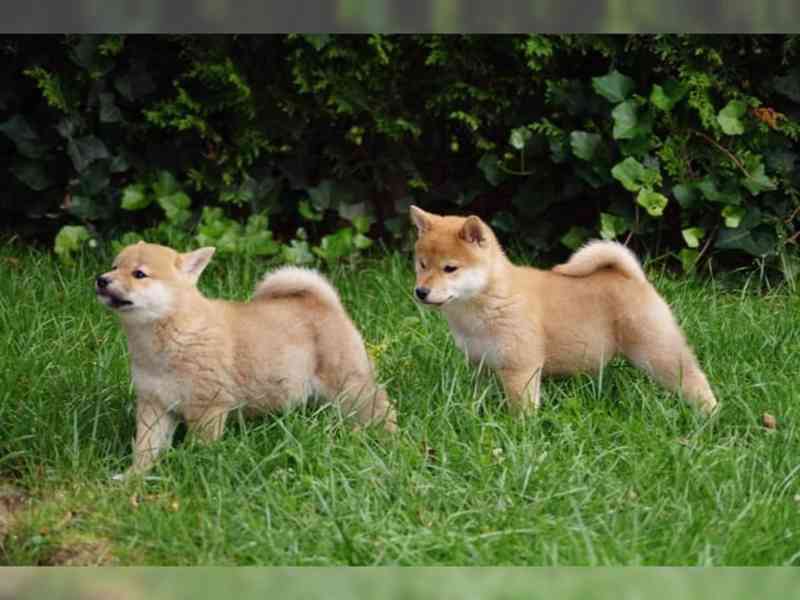 Shiba Inu s PP - foto 2