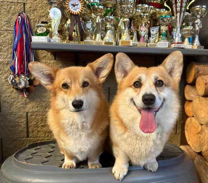 Welsh Corgi Pembroke s PP - foto 12