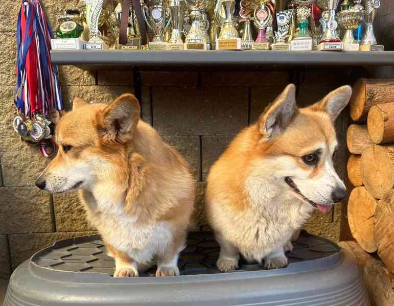 Welsh Corgi Pembroke s PP - foto 11