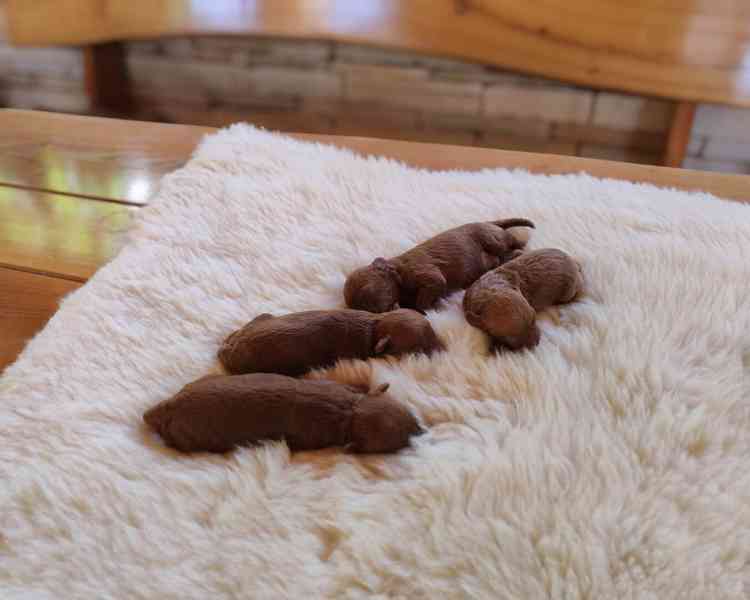 Pudlík šteniatka - foto 2