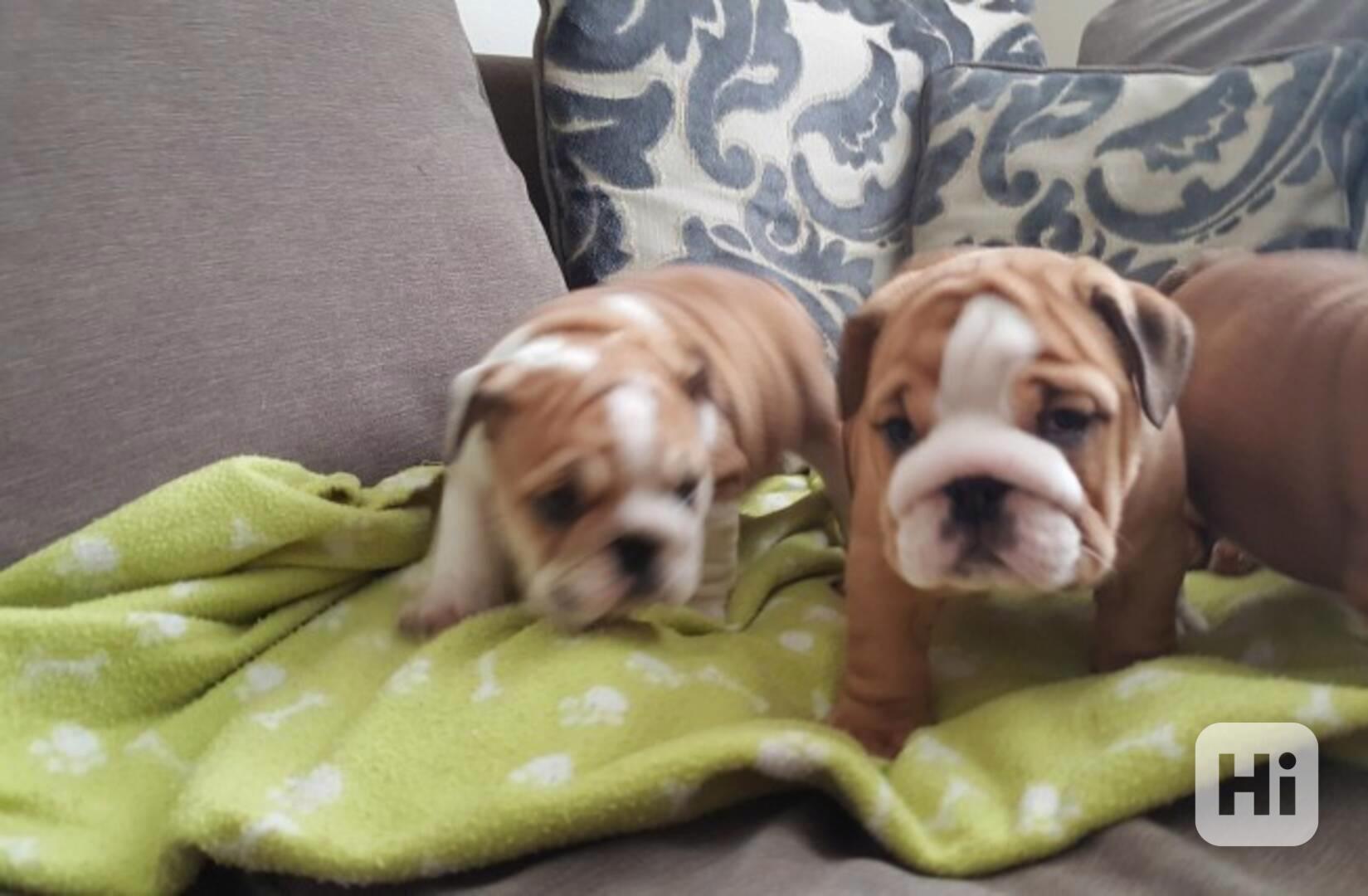 Anglickí buldoci Wrinkle Chunky domácího plemene - foto 1