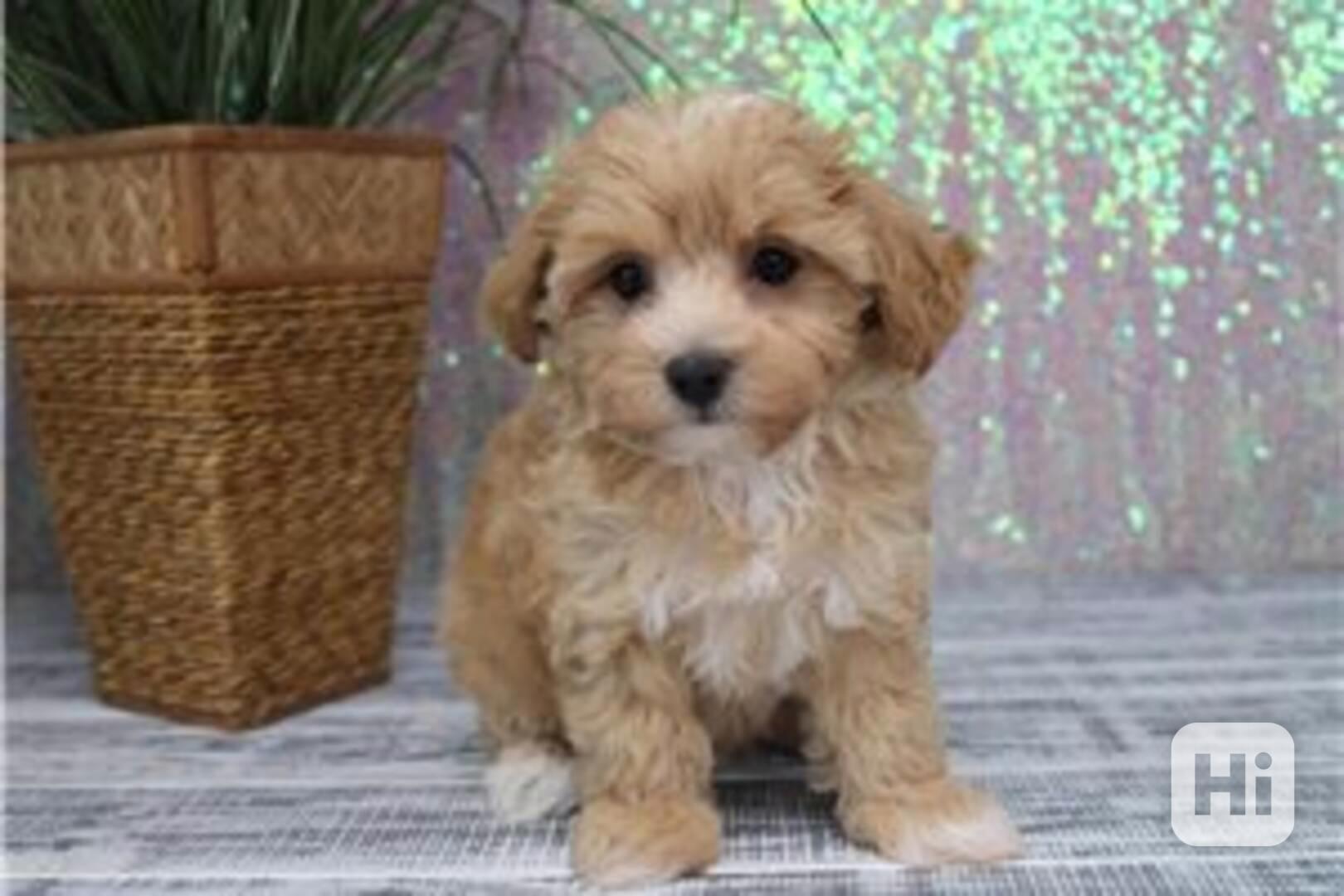 Štěňata maltipoo připravena do nového domova Štěňata maltipo - foto 1