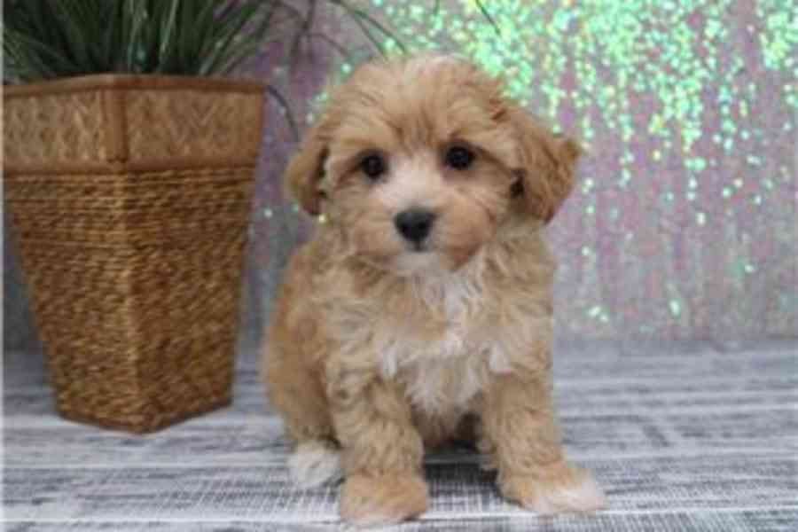 Štěňata maltipoo připravena do nového domova Štěňata maltipo - foto 1