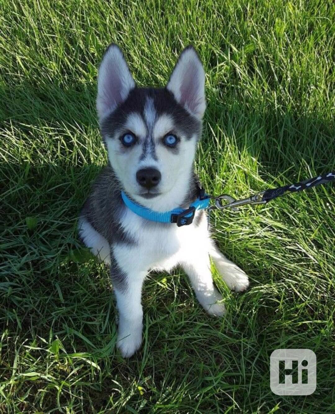 Zdarma dárek štěňata sibiřského huskyho k adopci  - foto 1