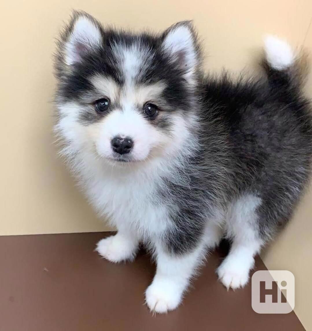 Zdravá štěňata huskyho - foto 1