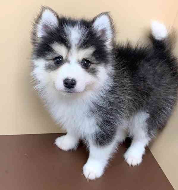 Zdravá štěňata huskyho - foto 1