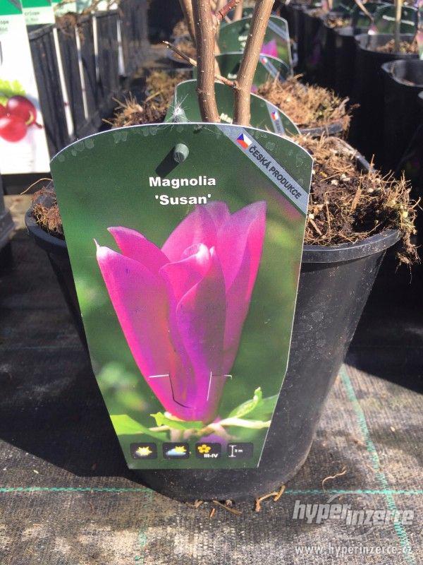 Magnolie mnoha barev - foto 1