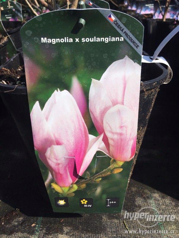 Magnolie mnoha barev - foto 3