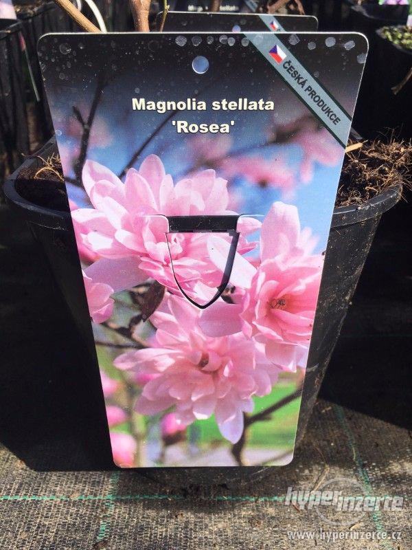 Magnolie mnoha barev - foto 5