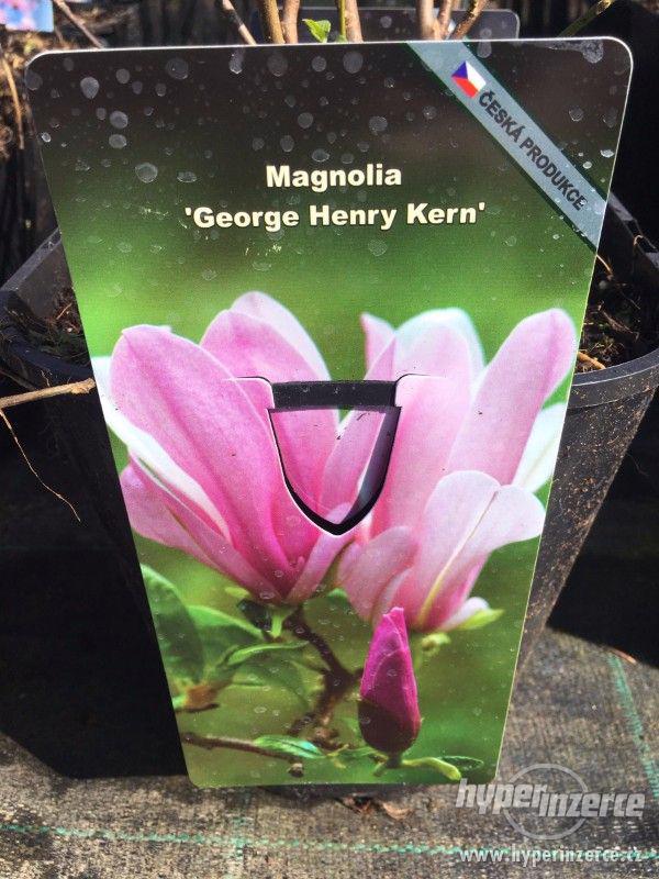 Magnolie mnoha barev - foto 7