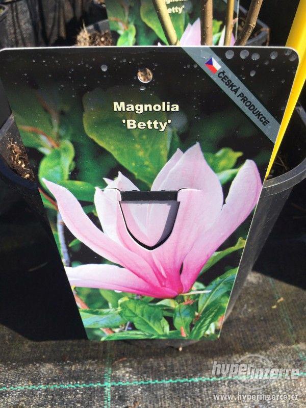 Magnolie mnoha barev - foto 9