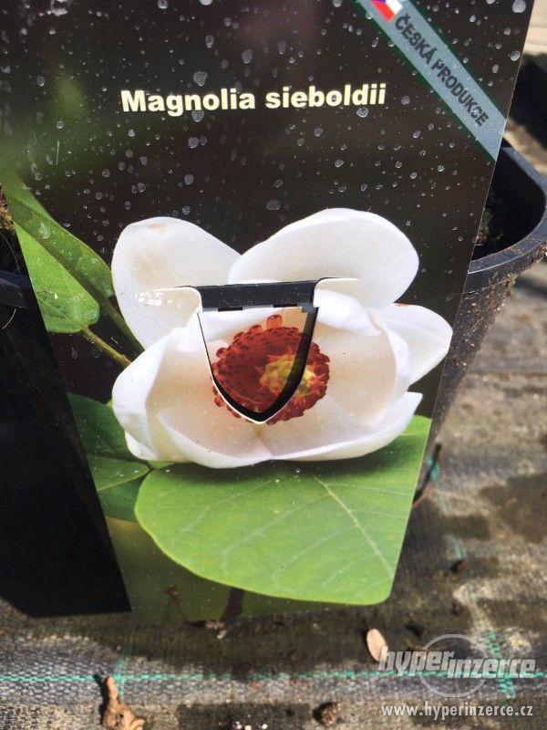 Magnolie mnoha barev - foto 11