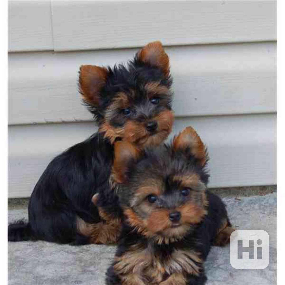 vycvičená štěňata yorků k adopci - foto 1