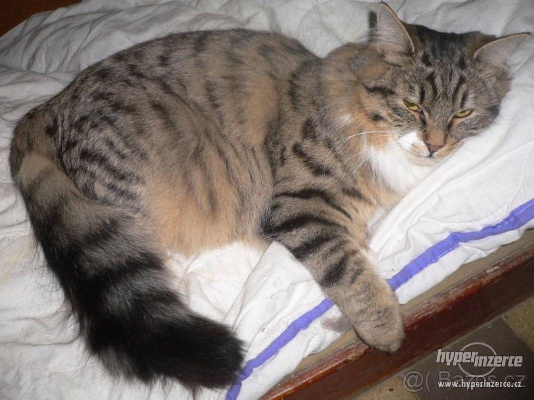 dlouhosrstá kastrovaná kočička 8 měsíců - foto 1