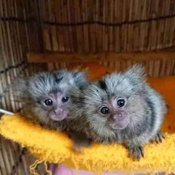 Roztomilá mláďata opic trpasličích kosmanů na prodej - foto 1
