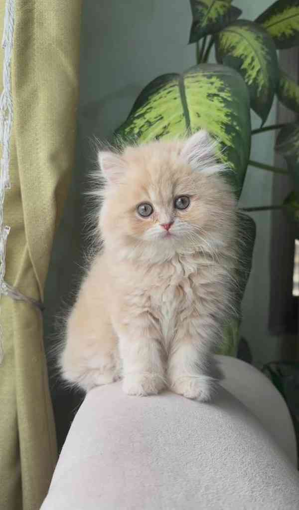 Zdarma perská koťátka k adopci  - foto 1