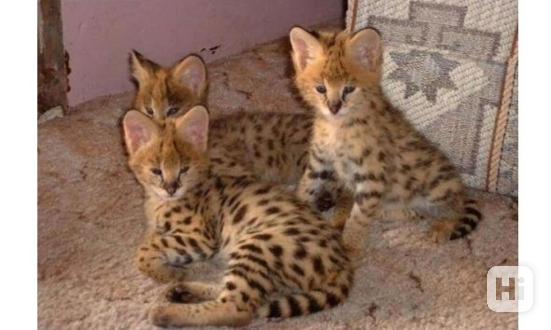 Koťátka Savannah s pp,, - foto 1