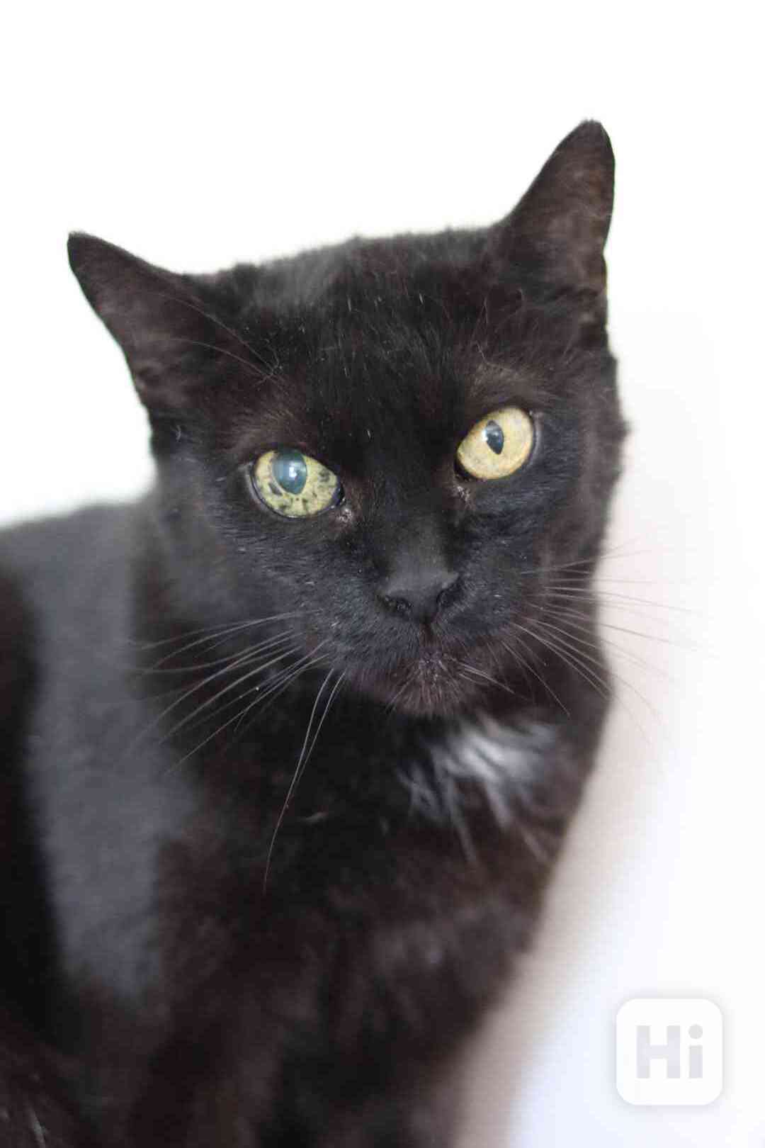 Perla ❤ klidná kočičí kráska ❤ - foto 1