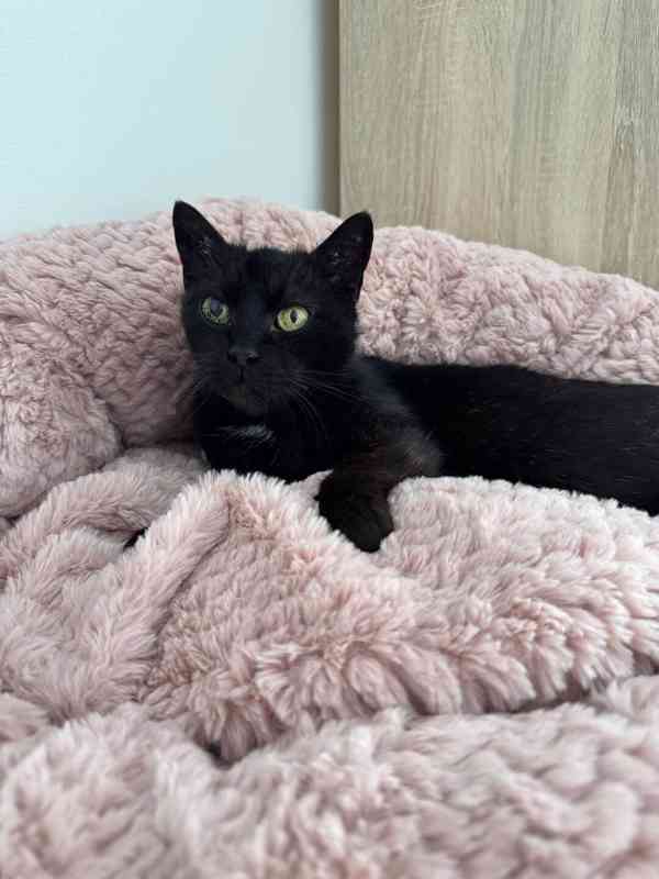 Perla ❤ klidná kočičí kráska ❤ - foto 5