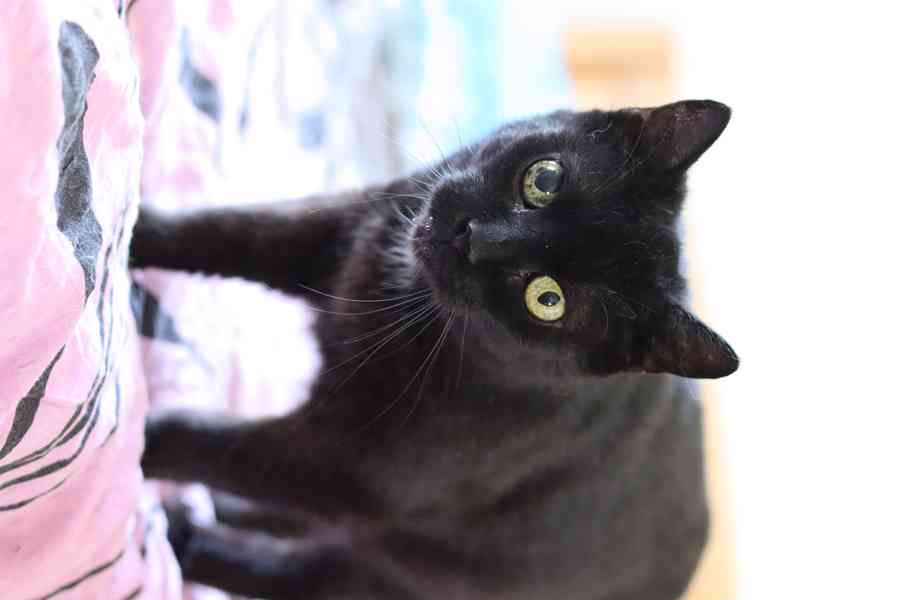 Perla ❤ klidná kočičí kráska ❤ - foto 3